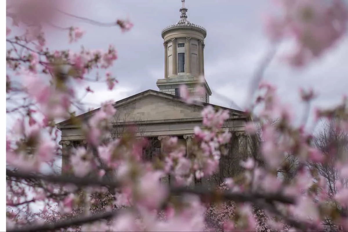 Cherry Blossoms at the State Capital Building in Nashville