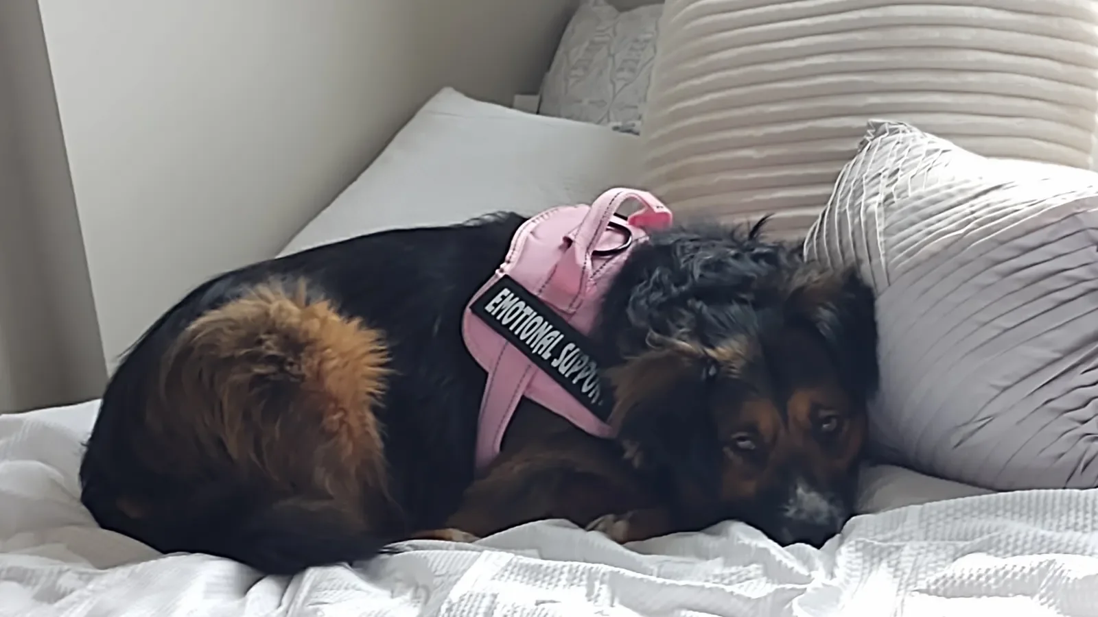 While HUD recently ‘de-authorized’ emotional support animals, housing providers should proceed cautiously