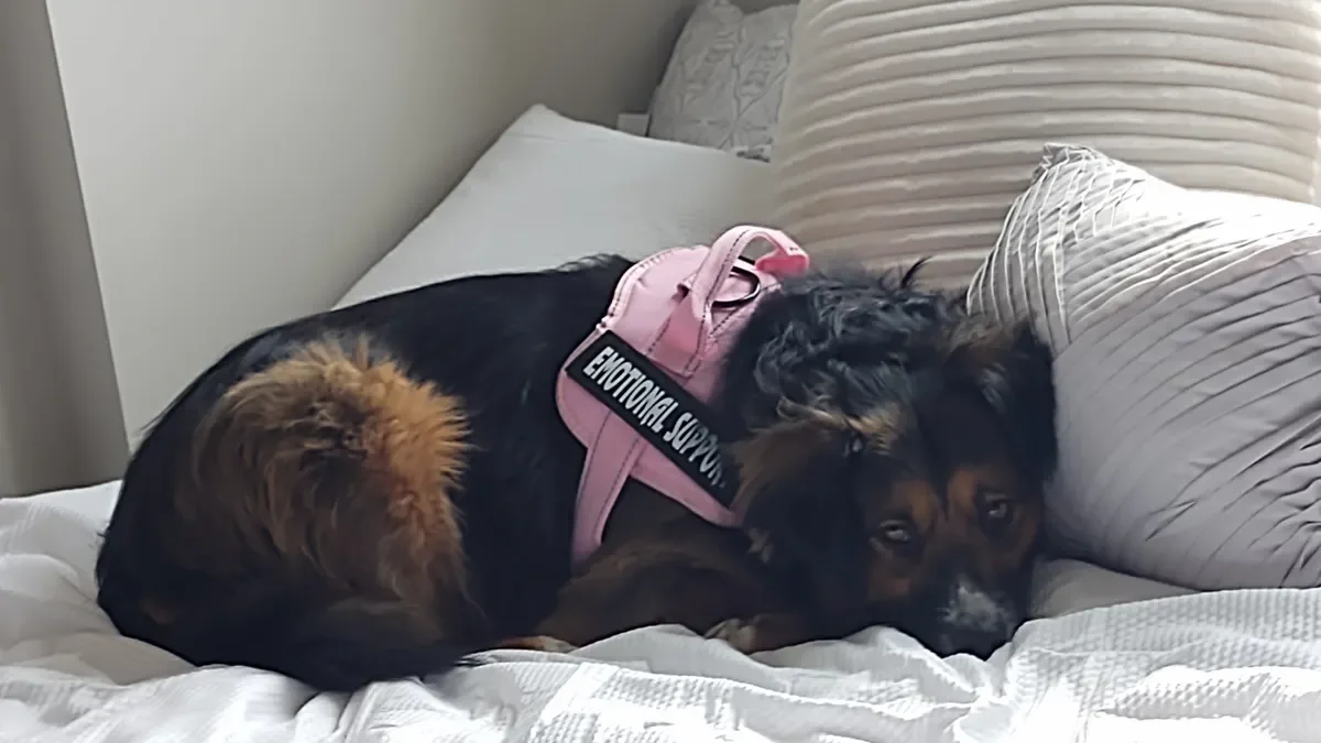 A dog, who serves as an emotional support animal, is lying on a bed